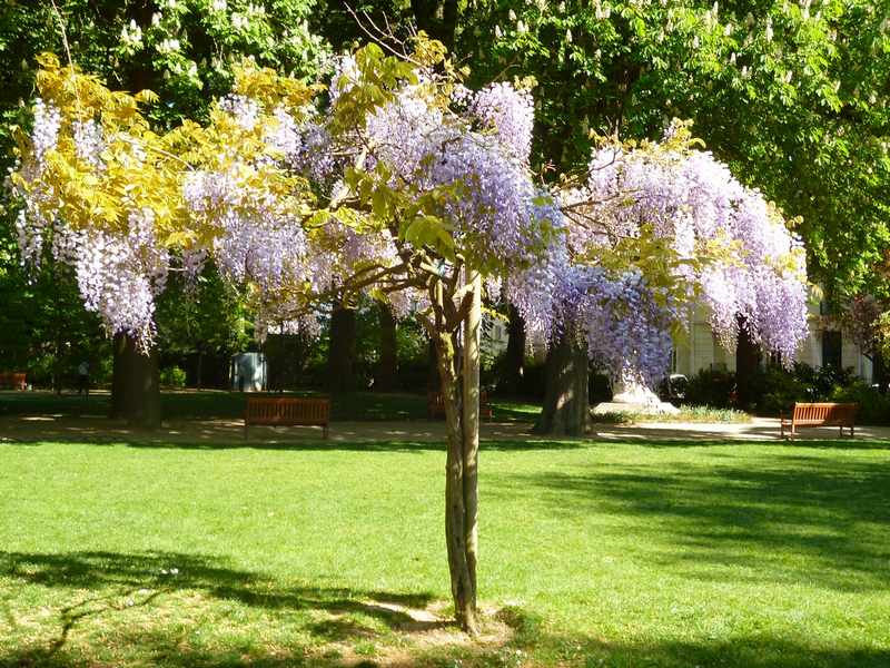 Logo de ciciou, société de travaux en Entretien de jardin (ponctuel ou à l'année)