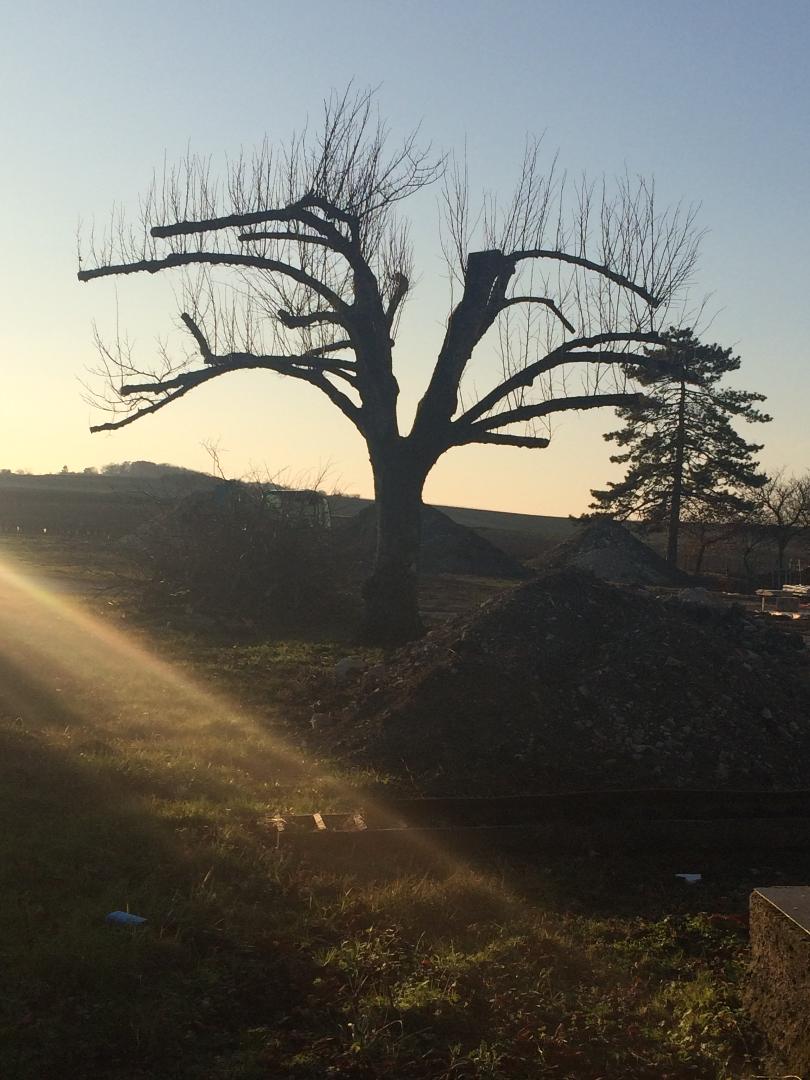 Logo de Gergouil Anael, société de travaux en Abatage d'arbres