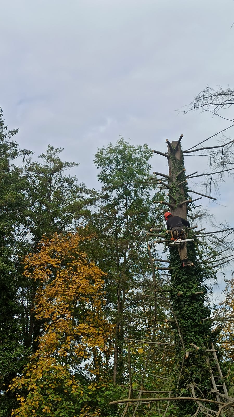 Logo de Robert Elagage, société de travaux en Abatage d'arbres