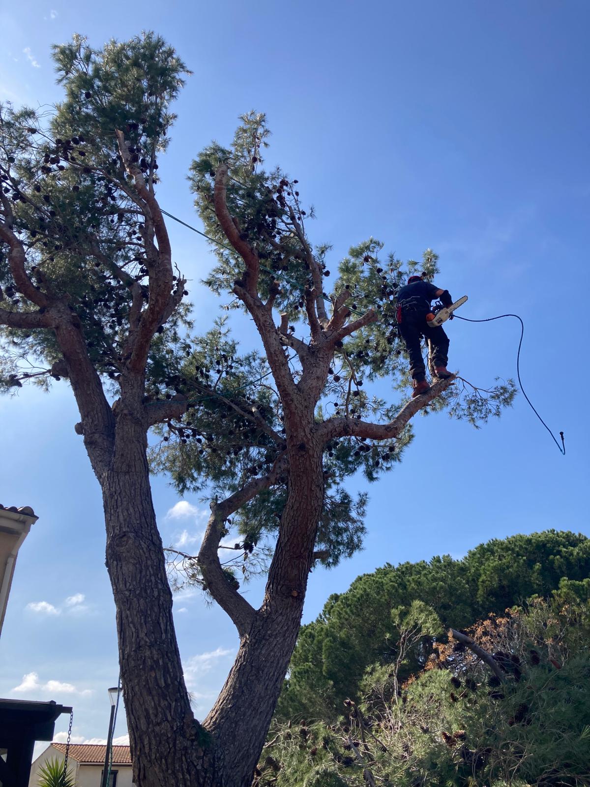 Logo de Bregand Olivier, société de travaux en Abatage d'arbres