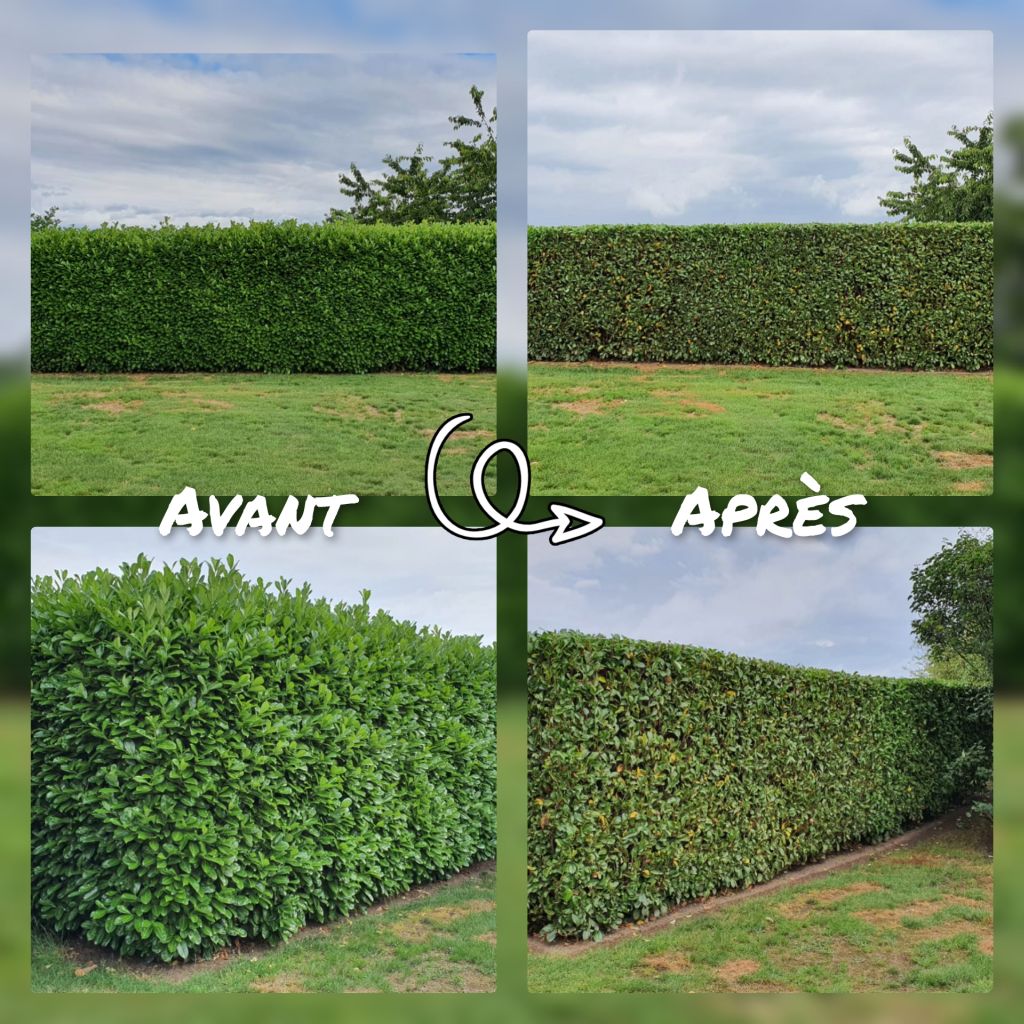 Logo de Tourraine Luis, société de travaux en Entretien de jardin (ponctuel ou à l'année)